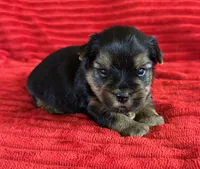 Sam, a male Yorkshire Terrier for sale in Fletcher, OK – 1 of 1