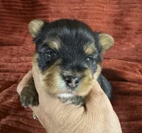 Dallas, a male Yorkshire Terrier for sale in Fletcher, OK – 3 of 3