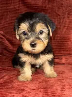 Sunny, a male Yorkshire Terrier for sale in Fletcher, OK – 2 of 4