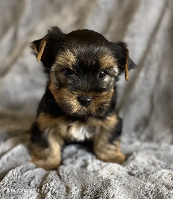 Sam – Yorkshire Terrier puppy for sale in Fletcher, OK