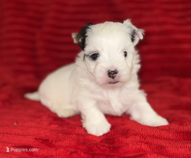 Sonny – Yorkshire Terrier puppy for sale in Fletcher, OK
