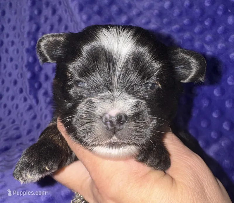 Hector – Yorkshire Terrier puppy for sale in Fletcher, OK
