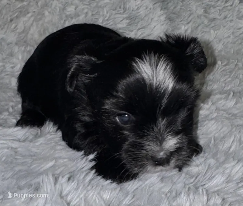 Hector – Yorkshire Terrier puppy for sale in Fletcher, OK