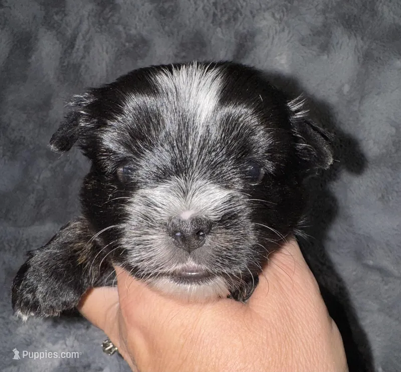 Hector – Yorkshire Terrier puppy for sale in Fletcher, OK