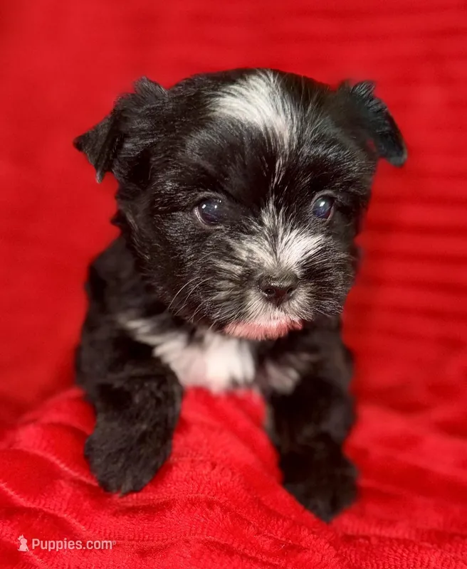 Hector – Yorkshire Terrier puppy for sale in Fletcher, OK