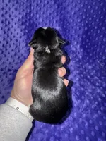 Hector, a male Yorkshire Terrier for sale in Fletcher, OK – Photo 2 of 2