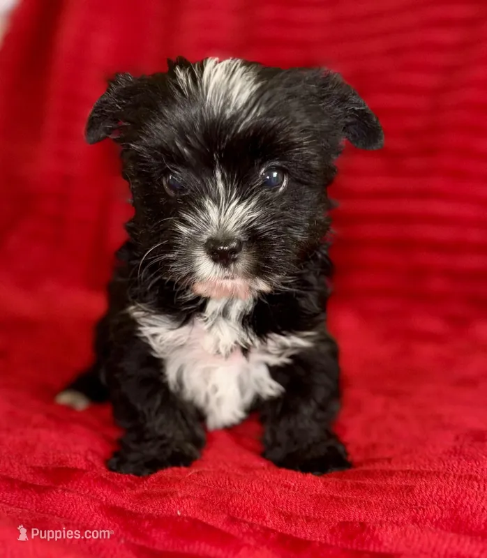 Hector – Yorkshire Terrier puppy for sale in Fletcher, OK