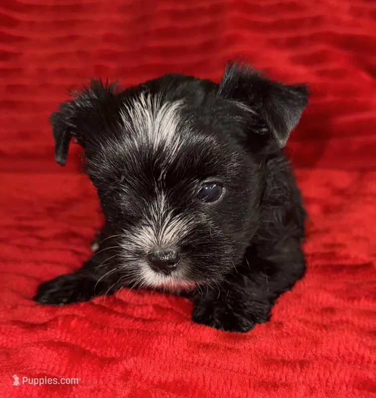 Hector – Yorkshire Terrier puppy for sale in Fletcher, OK