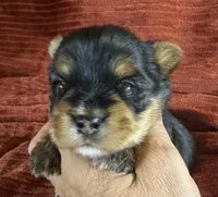 Dallas, a male Yorkshire Terrier for sale in Fletcher, OK – 2 of 3