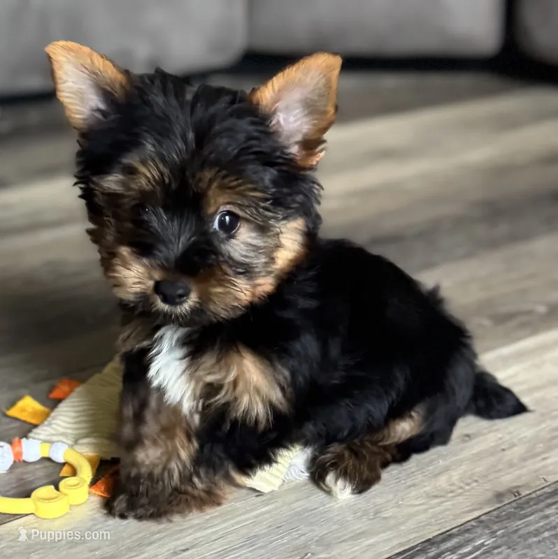 Augie – Yorkshire Terrier puppy for sale in Fletcher, OK