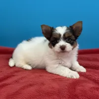 Aries, a male Yorkshire Terrier for sale in Fletcher, OK – 3 of 3