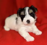 Ollie, a male Yorkshire Terrier for sale in Fletcher, OK – Photo 1 of 2