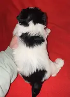 Ollie, a male Yorkshire Terrier for sale in Fletcher, OK – Photo 2 of 2