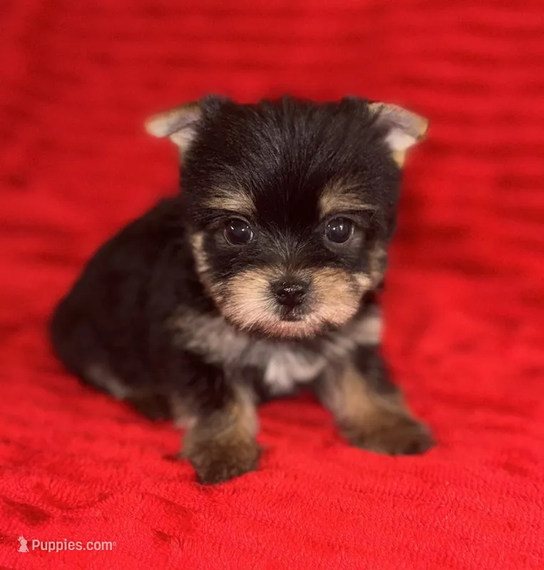 Toots – Yorkshire Terrier puppy for sale in Fletcher, OK