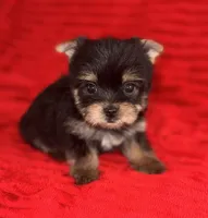 Toots, a female Yorkshire Terrier for sale in Fletcher, OK – 1 of 3