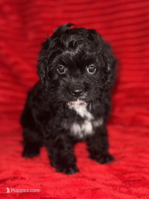Mags – Cavapoo puppy for sale in Fletcher, OK