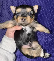 Fido, a male Yorkshire Terrier for sale in Fletcher, OK – Photo 3 of 3