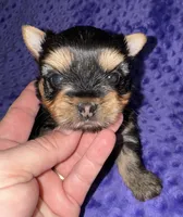 Fido, a male Yorkshire Terrier for sale in Fletcher, OK – Photo 1 of 3