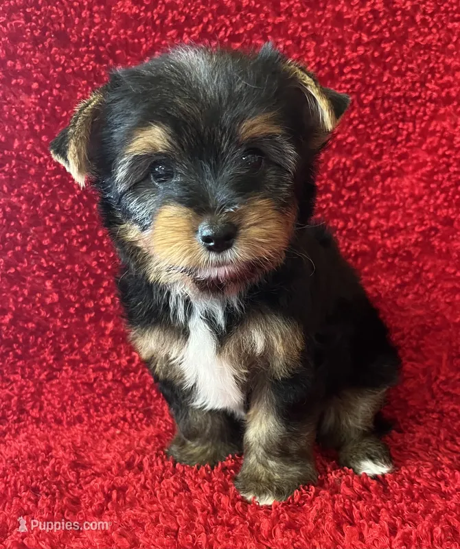 Biggie – Yorkshire Terrier puppy for sale in Fletcher, OK