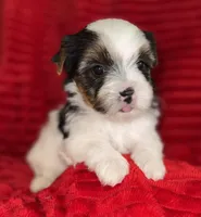 Lenny, a male Yorkshire Terrier for sale in Fletcher, OK – Photo 2 of 3