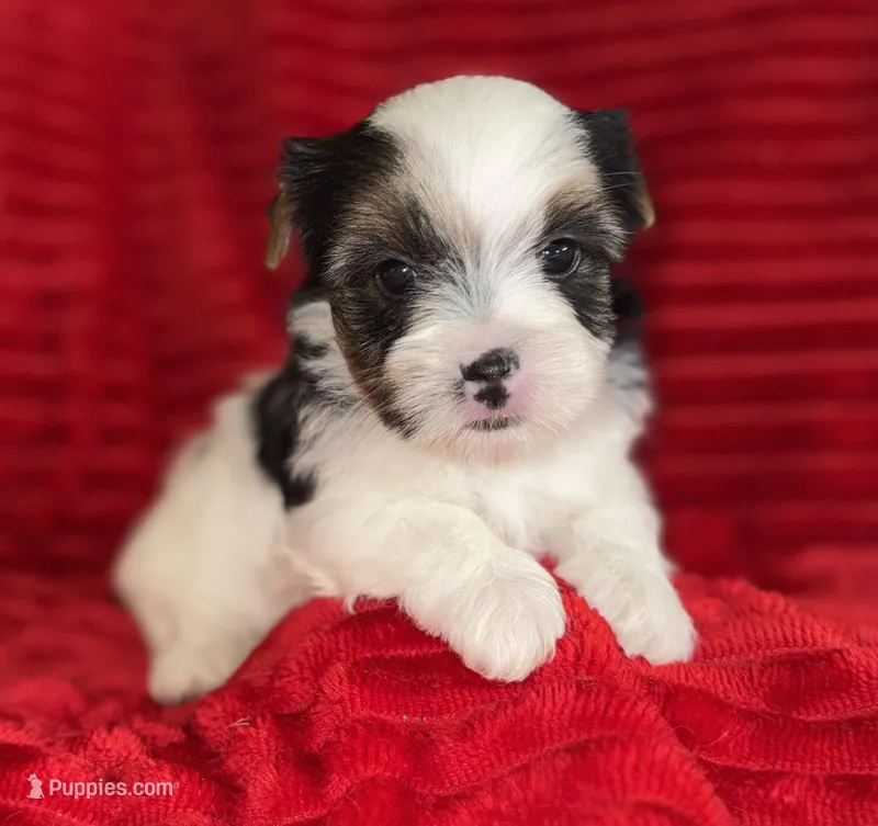 Lenny, a male Yorkshire Terrier for sale in Fletcher, OK – Photo 1 of 3