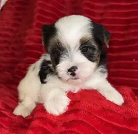 Lenny, a male Yorkshire Terrier for sale in Fletcher, OK – Photo 3 of 3