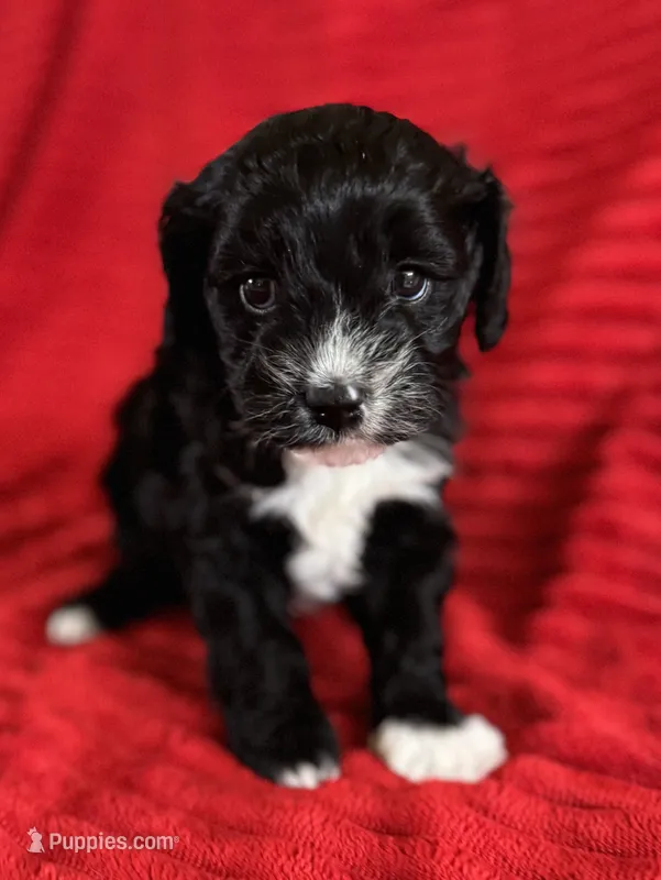 Max – Cavapoo puppy for sale in Fletcher, OK