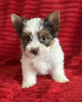 Apollo, a male Yorkshire Terrier for sale in Fletcher, OK – 2 of 2