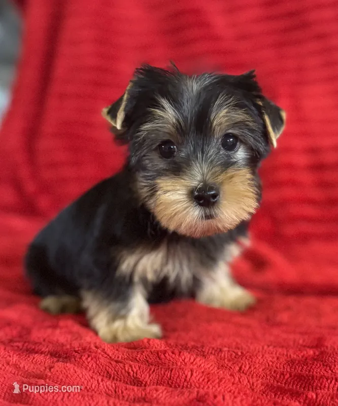 Rex – Yorkshire Terrier puppy for sale in Fletcher, OK