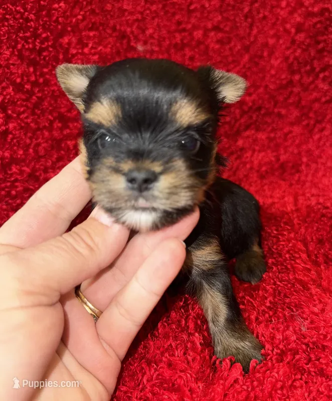 Marley – Yorkshire Terrier puppy for sale in Fletcher, OK