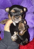 Marley, a female Yorkshire Terrier for sale in Fletcher, OK – Photo 2 of 2