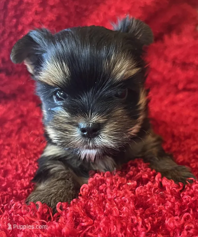 Marley – Yorkshire Terrier puppy for sale in Fletcher, OK