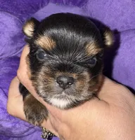 Marley, a female Yorkshire Terrier for sale in Fletcher, OK – Photo 1 of 2