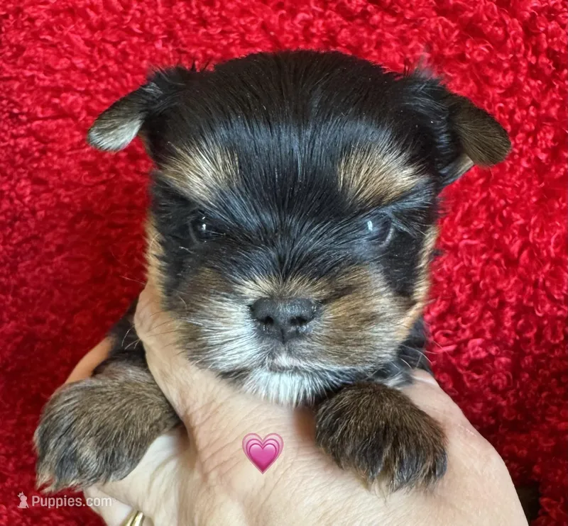 Marley – Yorkshire Terrier puppy for sale in Fletcher, OK