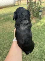 Max, a male Cavapoo for sale in Fletcher, OK – 3 of 3