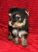 Beau, a male Yorkshire Terrier for sale in Fletcher, OK – 2 of 2