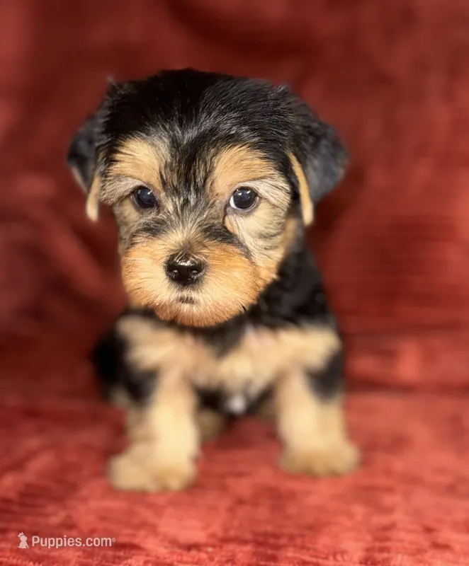 Sunny – Yorkshire Terrier puppy for sale in Fletcher, OK