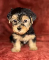 Sunny, a male Yorkshire Terrier for sale in Fletcher, OK – 1 of 4