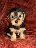 Sunny, a male Yorkshire Terrier for sale in Fletcher, OK – 4 of 4