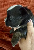 Hallie, a female Yorkshire Terrier for sale in Fletcher, OK – 2 of 4