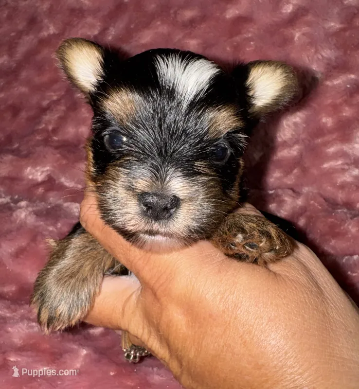 Dot – Yorkshire Terrier puppy for sale in Fletcher, OK