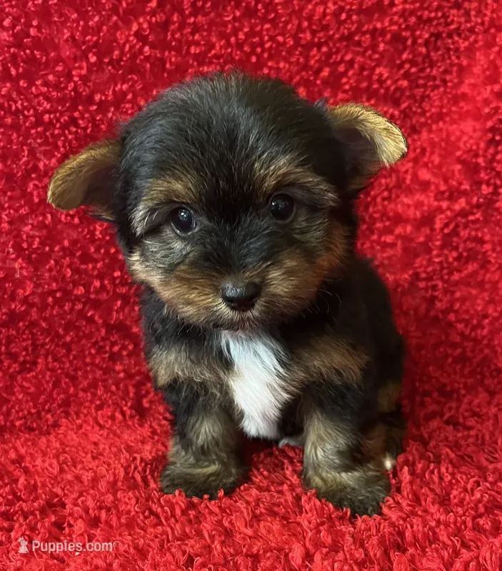Smalls – Yorkshire Terrier puppy for sale in Fletcher, OK