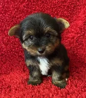 Smalls, a male Yorkshire Terrier for sale in Fletcher, OK – 1 of 1