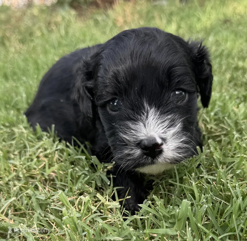 Max – Cavapoo puppy for sale in Fletcher, OK