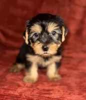 Sid, a male Yorkshire Terrier for sale in Fletcher, OK – 2 of 4