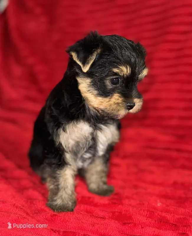 Beau – Yorkshire Terrier puppy for sale in Fletcher, OK
