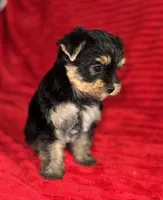 Beau, a male Yorkshire Terrier for sale in Fletcher, OK – 1 of 2