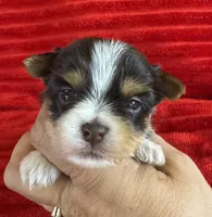 Candy, a female Yorkshire Terrier for sale in Fletcher, OK – 1 of 2