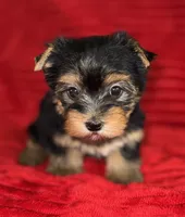 Milo, a male Yorkshire Terrier for sale in Fletcher, OK – 3 of 3