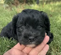 Mags, a female Cavapoo for sale in Fletcher, OK – 1 of 3